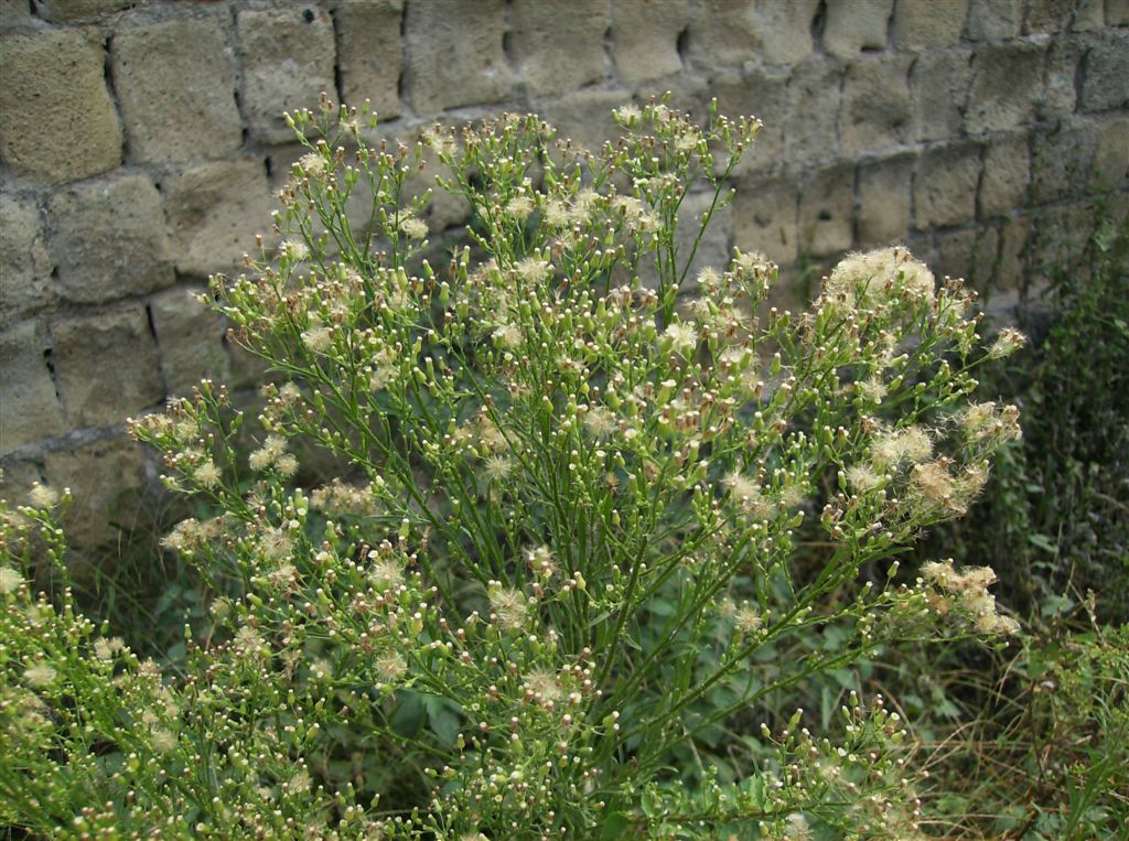 Erigeron canadensis / Saeppola canadese